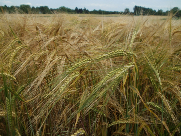 Ein Feld reifer Weizen bereit zur Ernte unter einem klaren blauen Himmel mit Bäumen im Hintergrund.