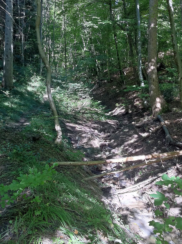 Ein gewundener Pfad durch einen schattigen Waldbereich mit hohen Bäumen und leuchtenden Pflanzen, mit Text am unteren Rand.