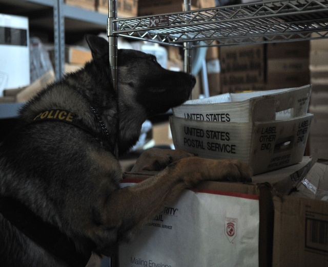 Polizeihund auf einem Stapel Kisten in einem Lagerhaus liegend mit Kartonagen auf den umliegenden Regalen.