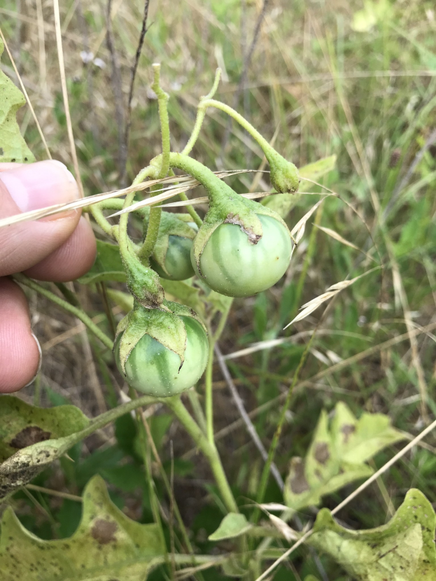 Eine Hand, die einen Bund grüner Tomaten h├Ąlt, die mit Mehltau infiziert sind, mit Pflanzen und Gras im Hintergrund.