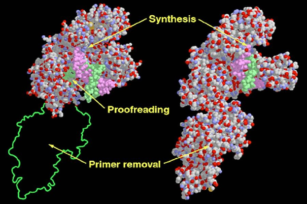 Diagramm eines Proteinmoleküls mit der Bezeichnung "Synthese", "Fehlerkorrektur" und "Primerentfernung" vor dunklem Hintergrund.