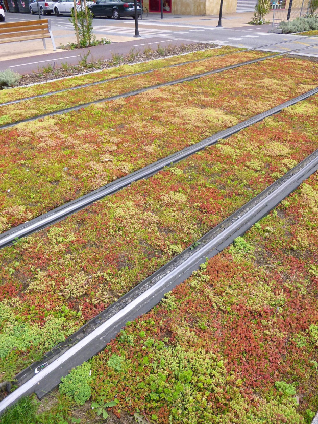 Grünes Dach mit Vegetation an einem Gebäude neben einer Straße, mit Fahrzeugen, einer Bank, Strommasten, Bäumen und anderen Gebäuden im Hintergrund.