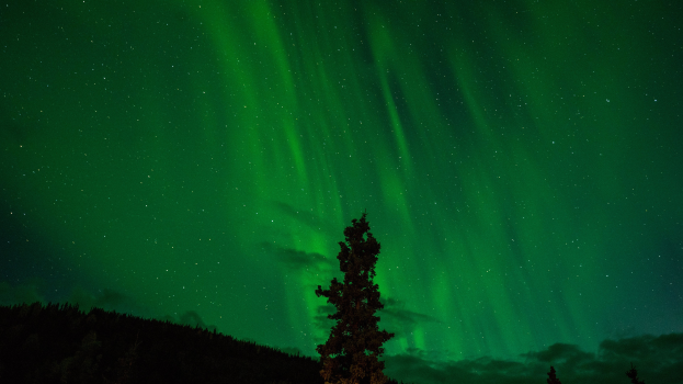 Ein einzelner Baum steht in einem Wald unter einem von Sternen erfüllten Himmel und wird von der hellgrünen Aurora borealis erleuchtet.