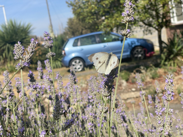 Blauer Wagen vor einem Lavendelfeld mit einer weißen Schmetterling auf einer Blume, Bäume und ein Gebäude im unscharfen Hintergrund.