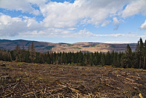 Ein Skript für den Wald der Zukunft