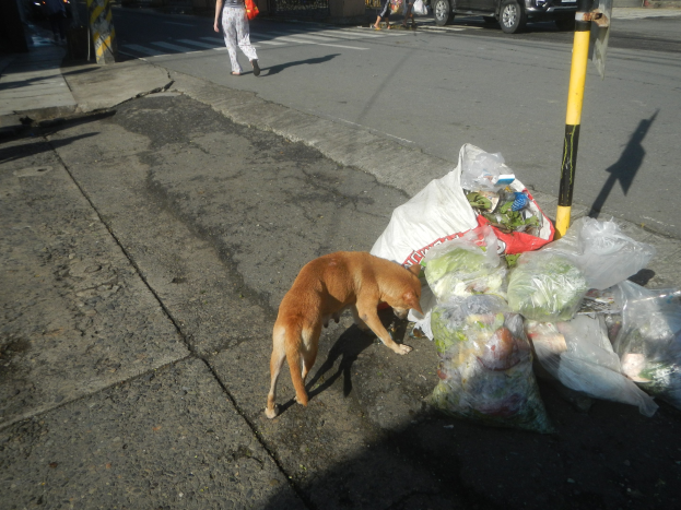 Ein Hund steht neben einem Haufen Müllsäcke auf einer Straße, mit Fußgängern, Fahrzeugen, Gebäuden, Bäumen und einem klaren Himmel im Hintergrund.