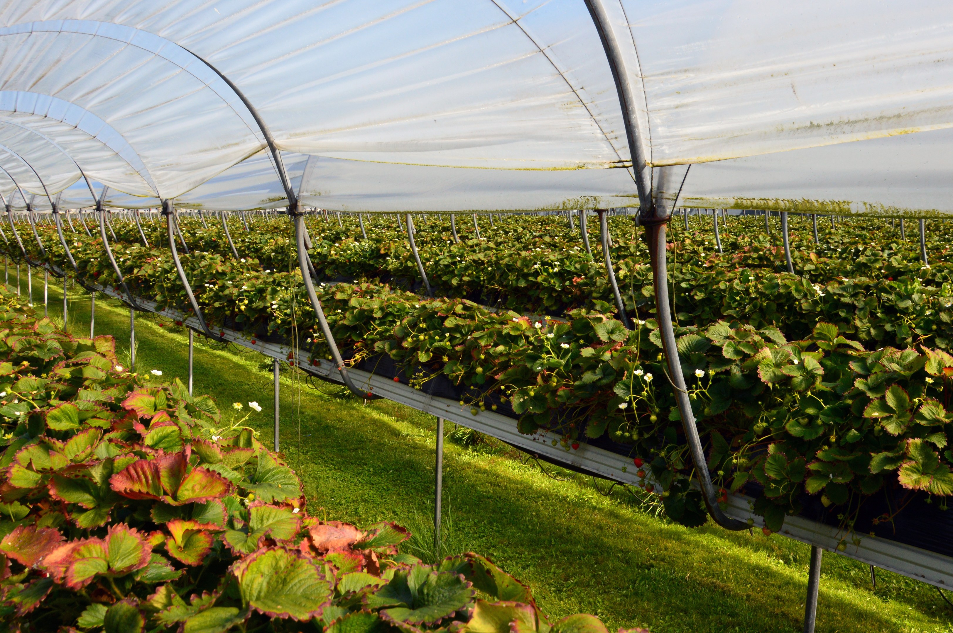 Gewächshaus voller Erdbeerpflanzen, grüner Rasen unten und ein klarer blauer Himmel im Hintergrund.