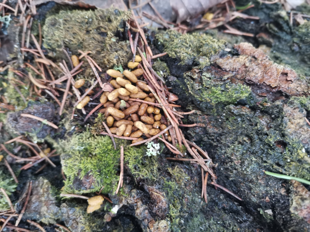 Nahaufnahme eines Baumstamms in einem Waldgebiet mit Nüssen an der Rinde und einigen auf der Oberfläche verstreut, umgeben von Gras, trockenen Blättern und Zweigen.